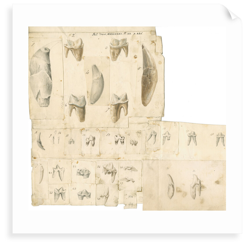 Fossil teeth of hyaena, bear, tiger, fox, wolf and weasel by Thomas Webster