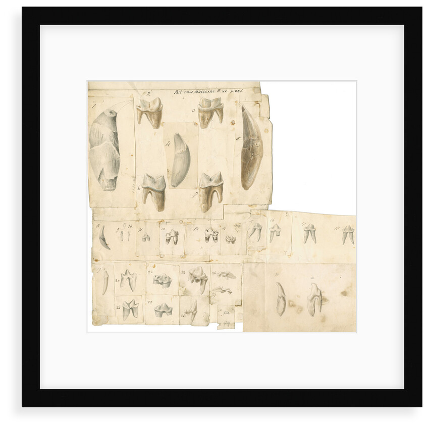 Fossil teeth of hyaena, bear, tiger, fox, wolf and weasel by Thomas Webster