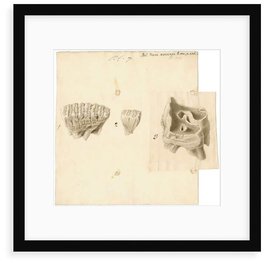Fossil teeth of elephant and rhinoceros by Thomas Webster