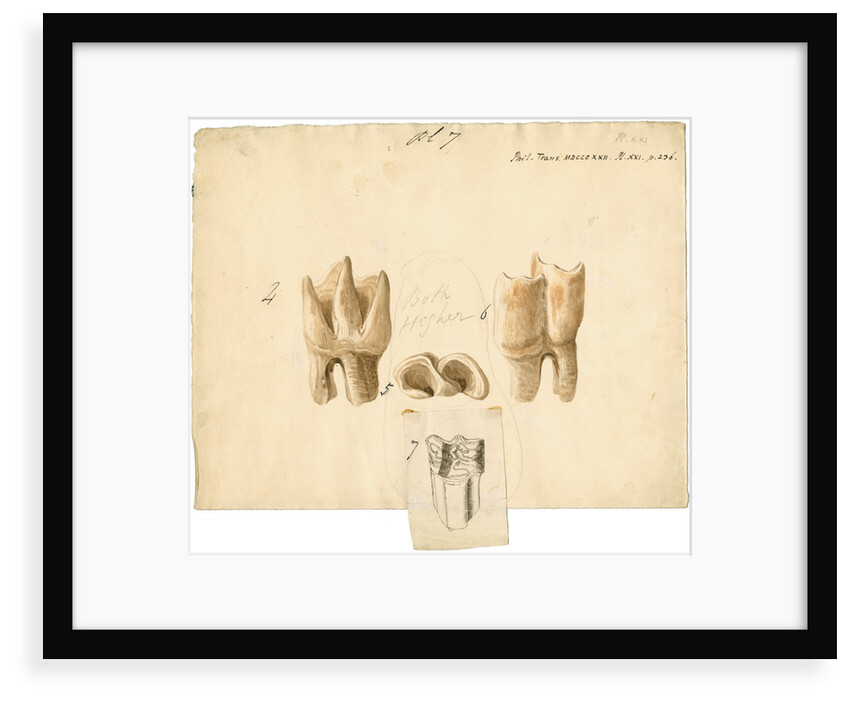 Fossil teeth of rhinoceros and horse by Thomas Webster