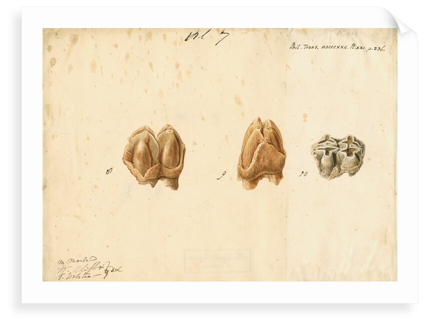 Fossil teeth of hippopotamus by Thomas Webster