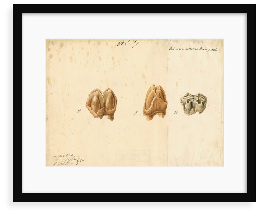 Fossil teeth of hippopotamus by Thomas Webster