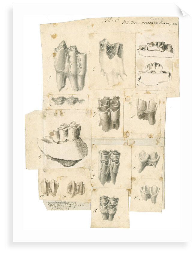 Fossil teeth of oxen, deer and elk by Thomas Webster