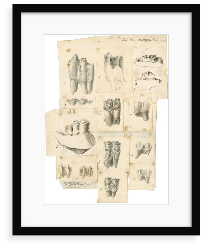 Fossil teeth of oxen, deer and elk by Thomas Webster