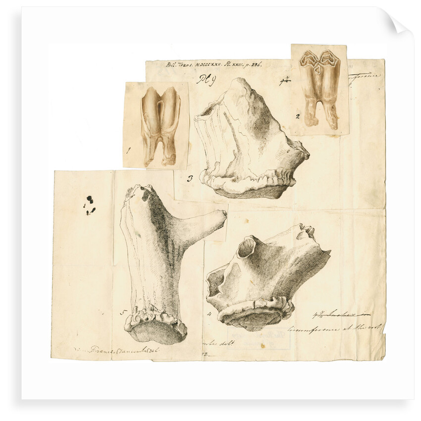 Fossil deer teeth and antlers by Frances Duncombe