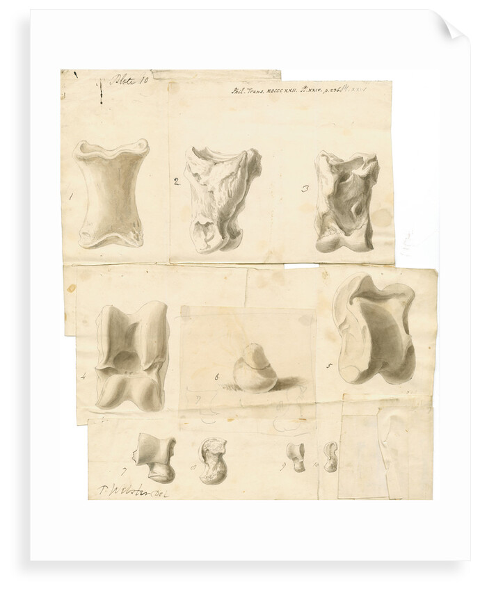 Fossil bones of horse, ox, hyaena, fox, water-rat, and rabbit with hyaena coprolite by Thomas Webster