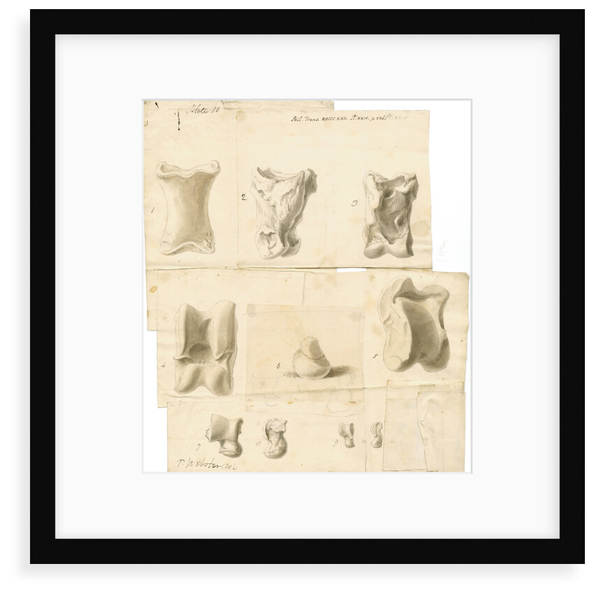 Fossil bones of horse, ox, hyaena, fox, water-rat, and rabbit with hyaena coprolite by Thomas Webster