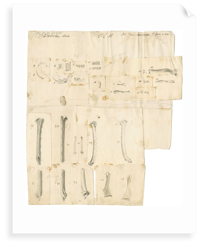 Fossil teeth and bones of water-rat, mouse, rabbit, raven, lark, pigeon and duck by Thomas Webster