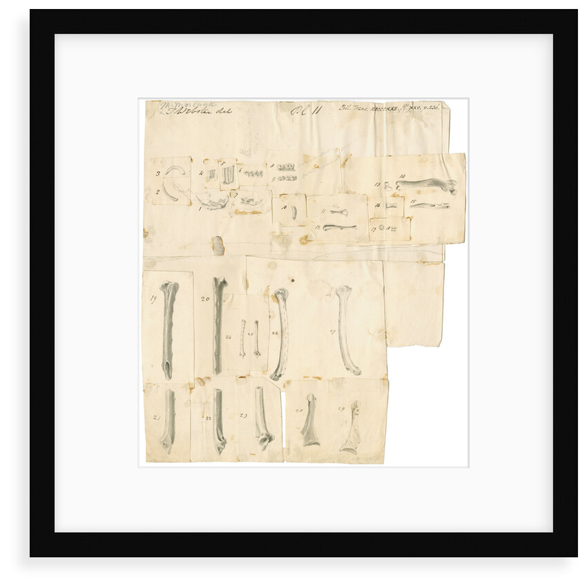 Fossil teeth and bones of water-rat, mouse, rabbit, raven, lark, pigeon and duck by Thomas Webster