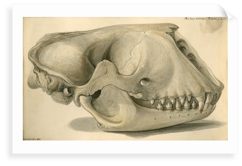 Seal skull by William Clift