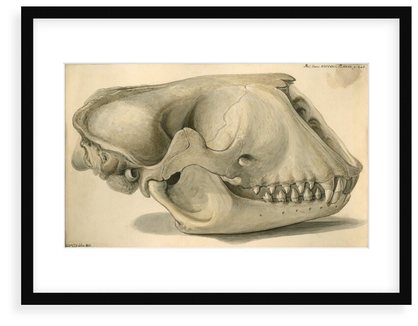 Seal skull by William Clift