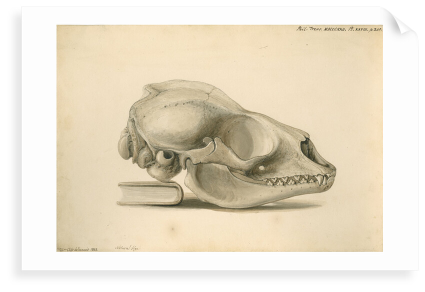 Orkney seal skull by William Clift