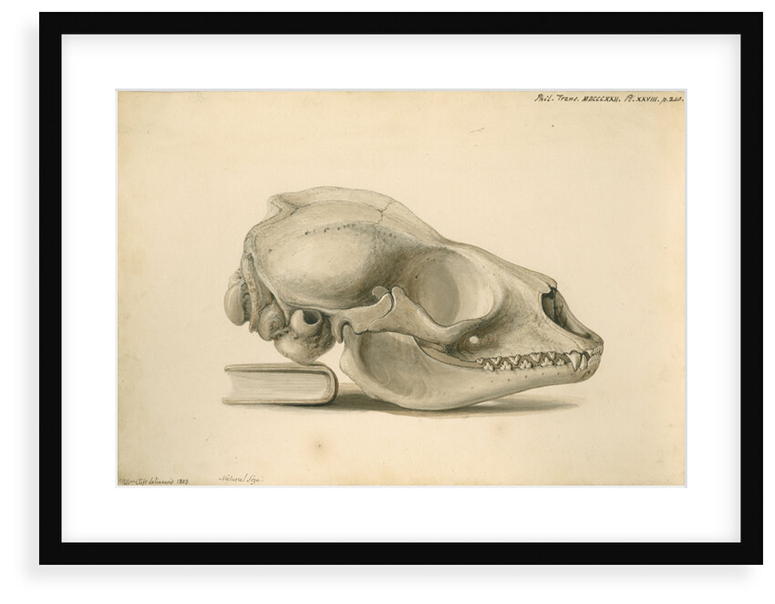 Orkney seal skull by William Clift