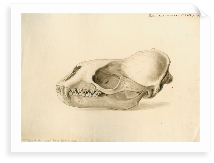 New Georgia seal skull by William Clift