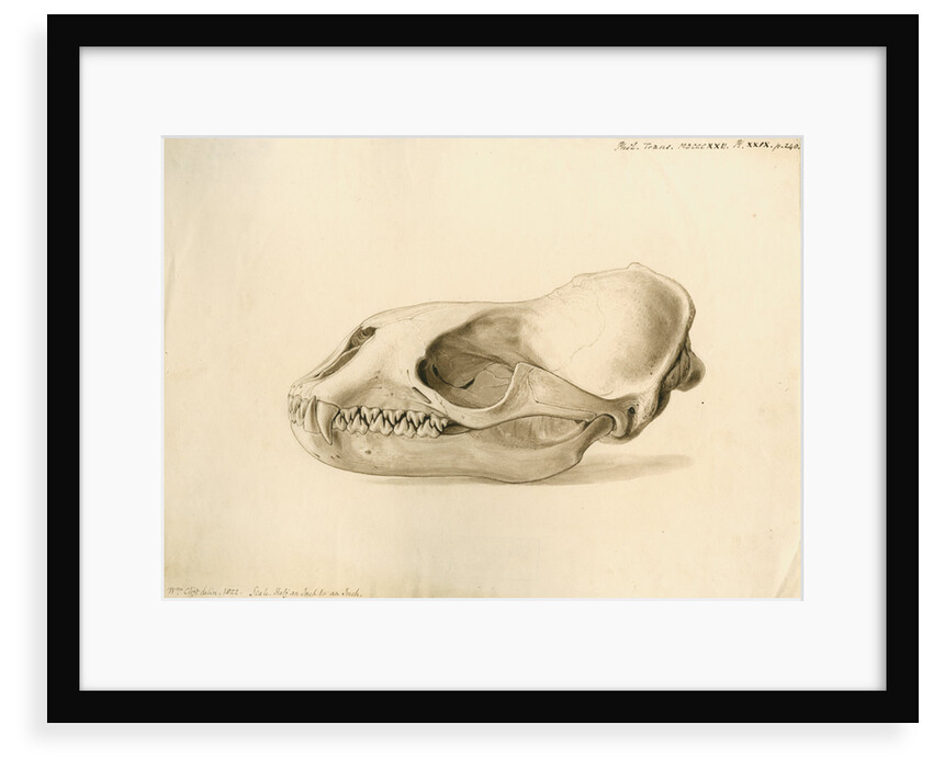 New Georgia seal skull by William Clift