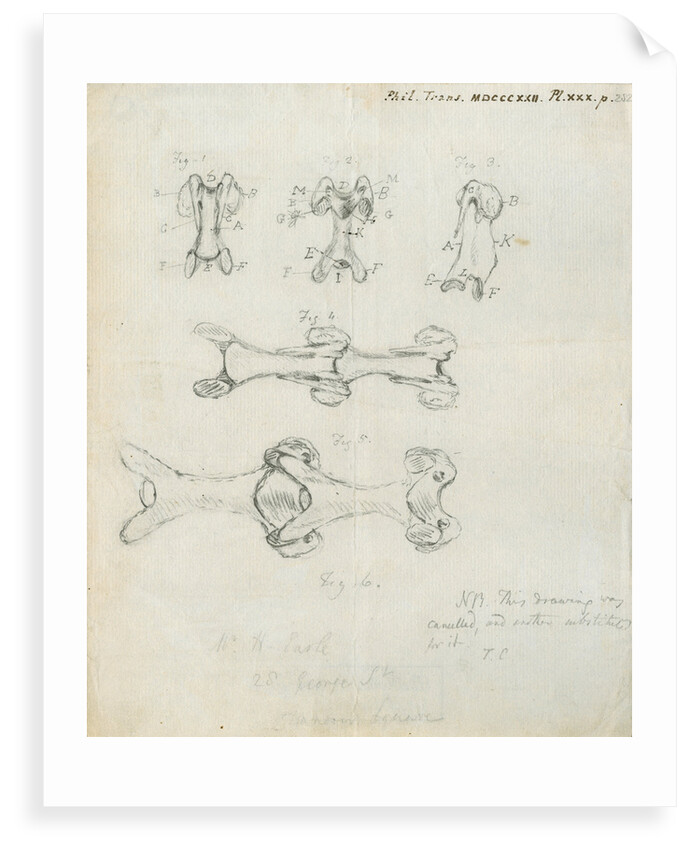 Vertebrae of the spines of birds by Henry Earle