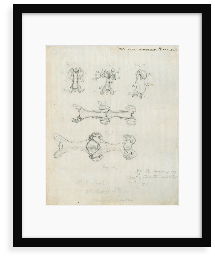 Vertebrae of the spines of birds by Henry Earle