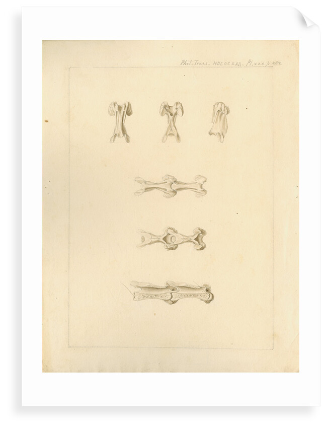 Vertebrae of the spines of birds by Anonymous