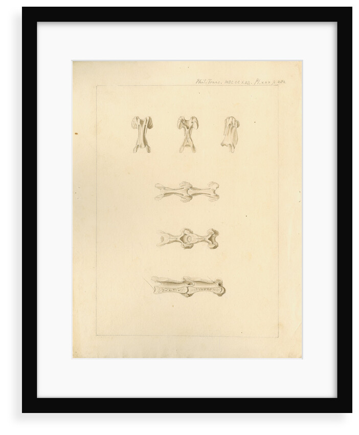 Vertebrae of the spines of birds by Anonymous