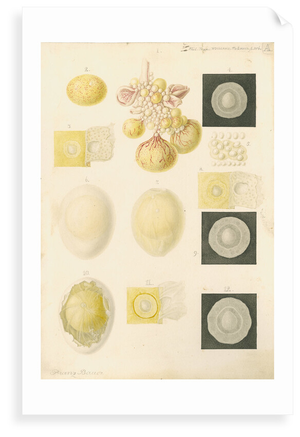 Ovum of a hen and egg yolks by Franz Andreas Bauer