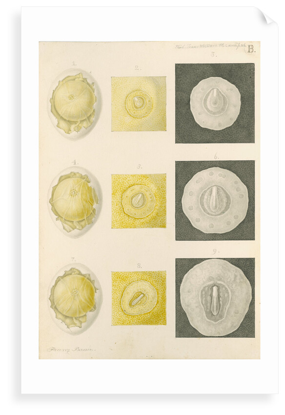 Embryo development in a hen's egg by Franz Andreas Bauer