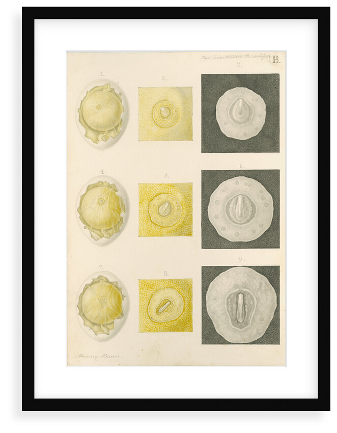 Embryo development in a hen's egg by Franz Andreas Bauer