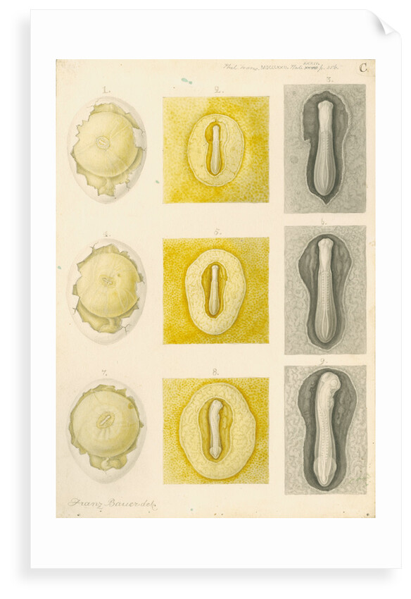 Embryo development in a hen's egg by Franz Andreas Bauer