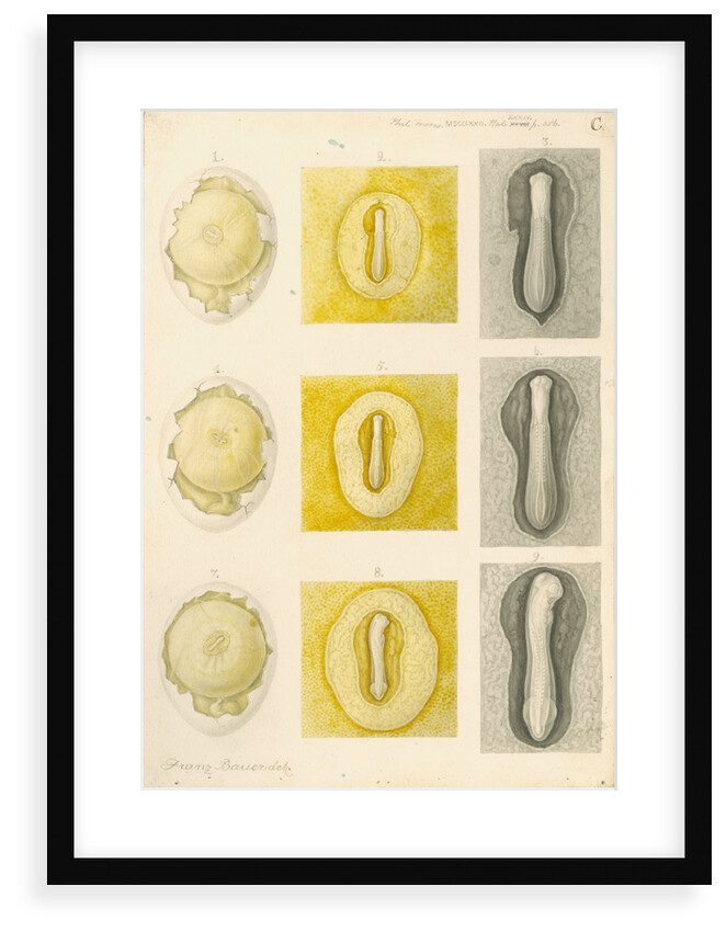 Embryo development in a hen's egg by Franz Andreas Bauer