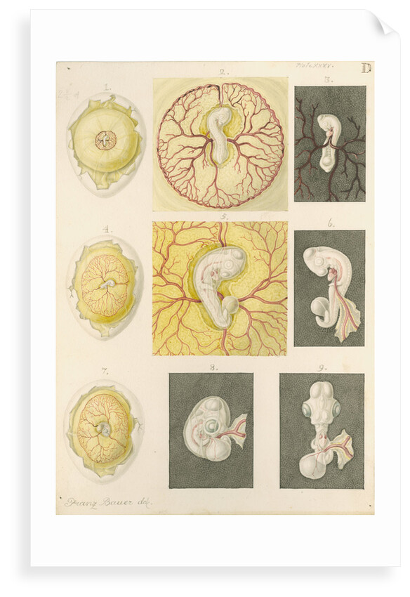 Embryo development in a hen's egg by Franz Andreas Bauer
