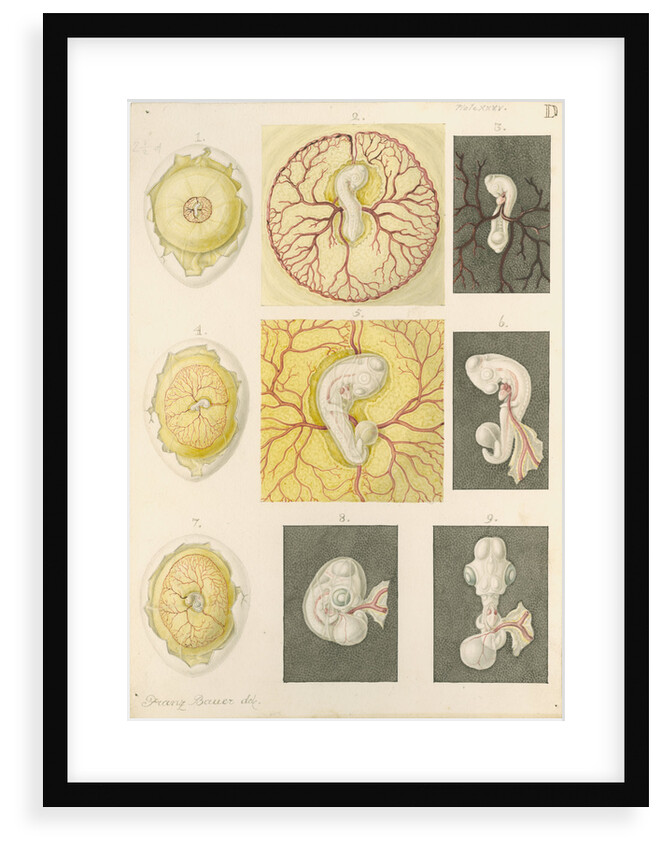 Embryo development in a hen's egg by Franz Andreas Bauer