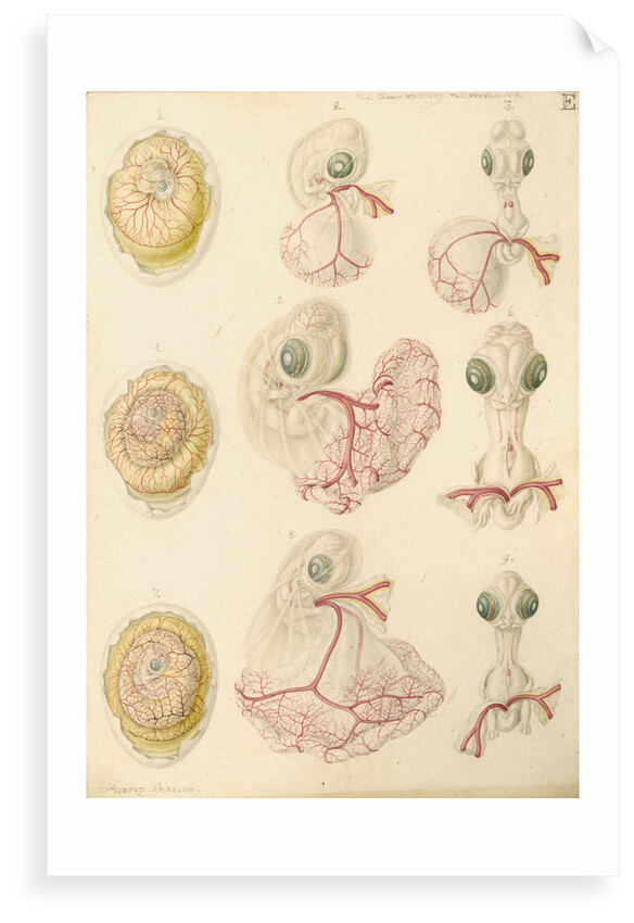 Embryo development in a hen's egg by Franz Andreas Bauer