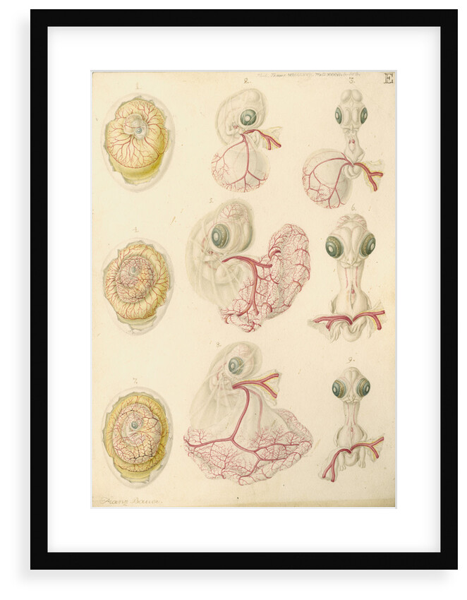 Embryo development in a hen's egg by Franz Andreas Bauer