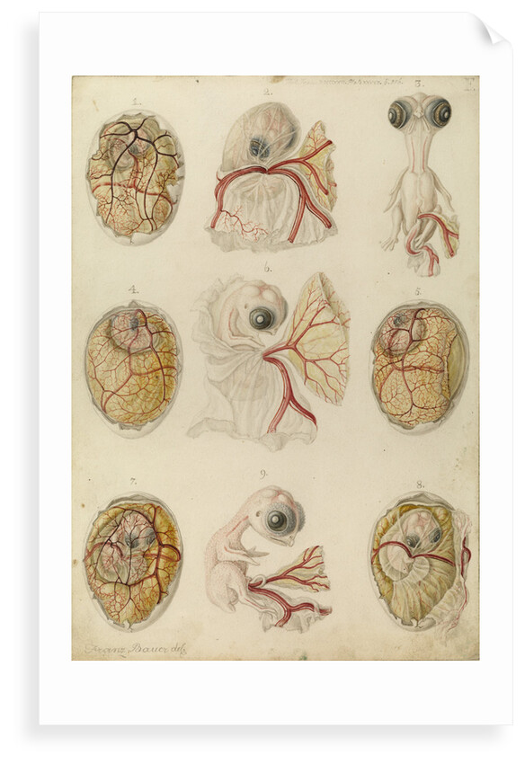 Embryo development in a hen's egg by Franz Andreas Bauer