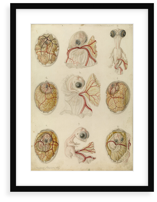 Embryo development in a hen's egg by Franz Andreas Bauer