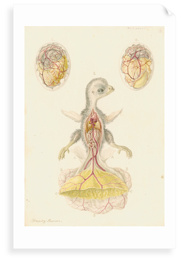 Hen's egg and dissected embryo by Franz Andreas Bauer