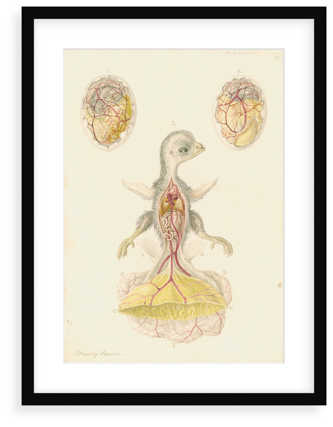 Hen's egg and dissected embryo by Franz Andreas Bauer