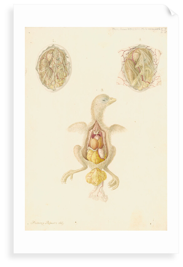 Hen's egg and dissected embryo by Franz Andreas Bauer
