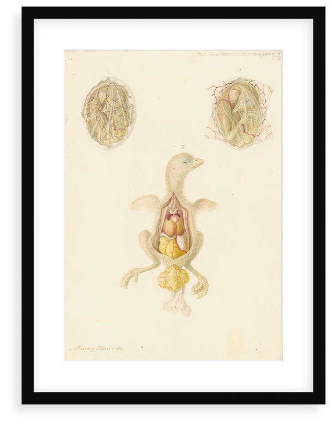 Hen's egg and dissected embryo by Franz Andreas Bauer