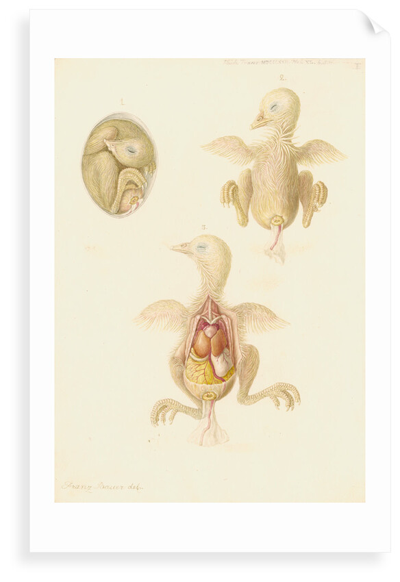 Chicken embryo by Franz Andreas Bauer