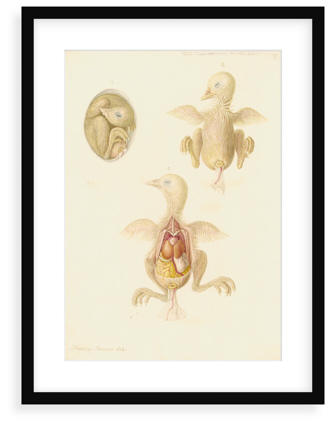 Chicken embryo by Franz Andreas Bauer