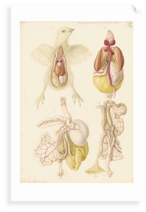 Dissected chick by Franz Andreas Bauer