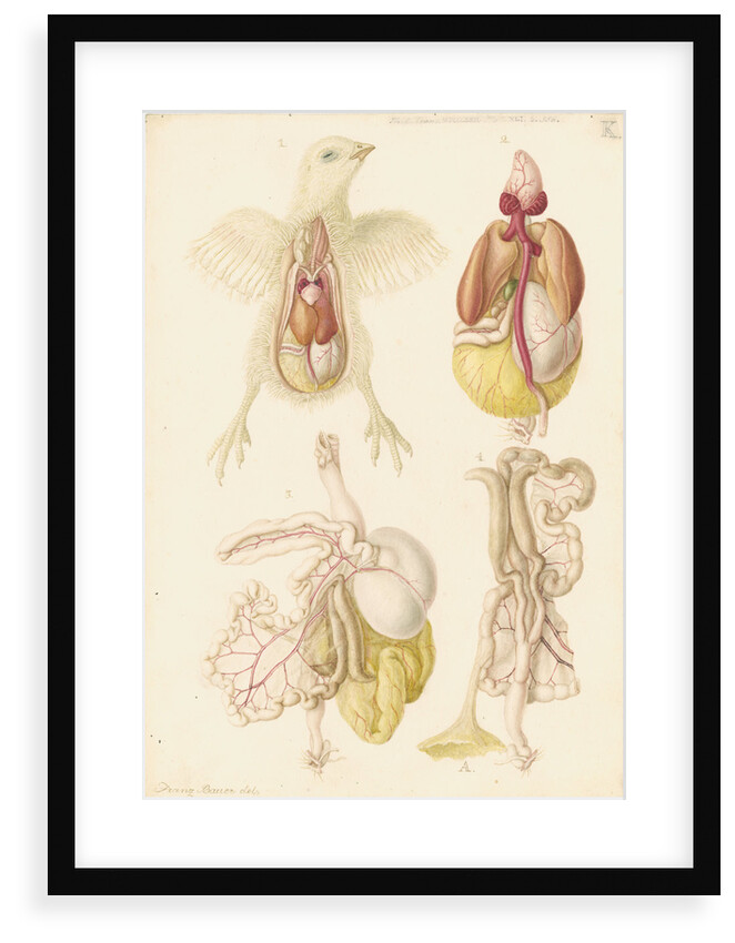 Dissected chick by Franz Andreas Bauer