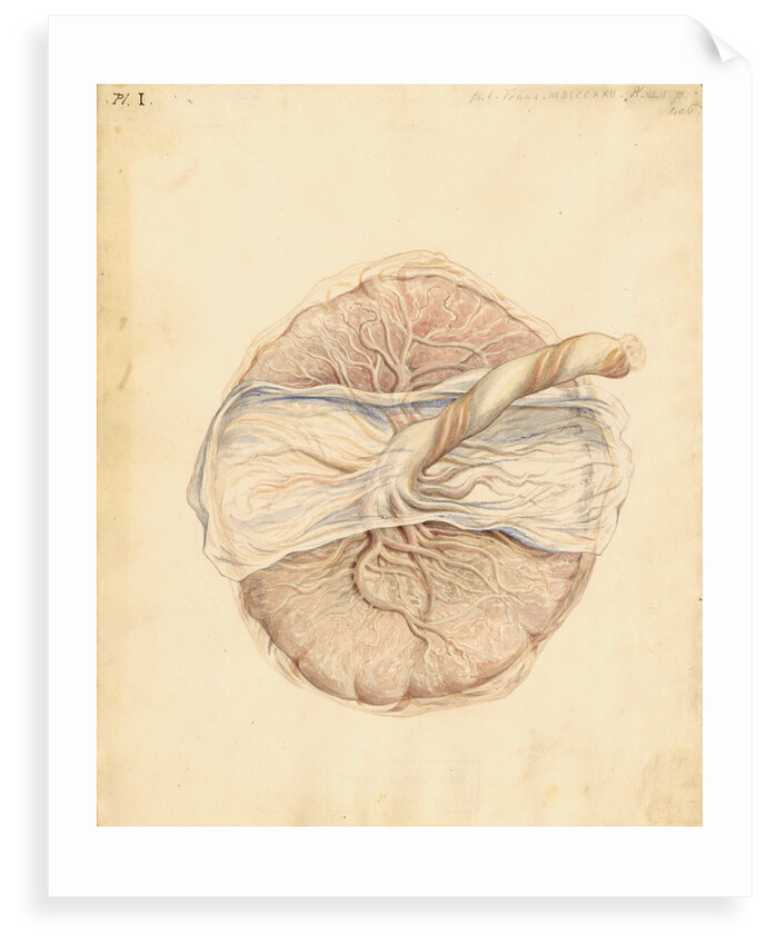 Human placenta by William Clift