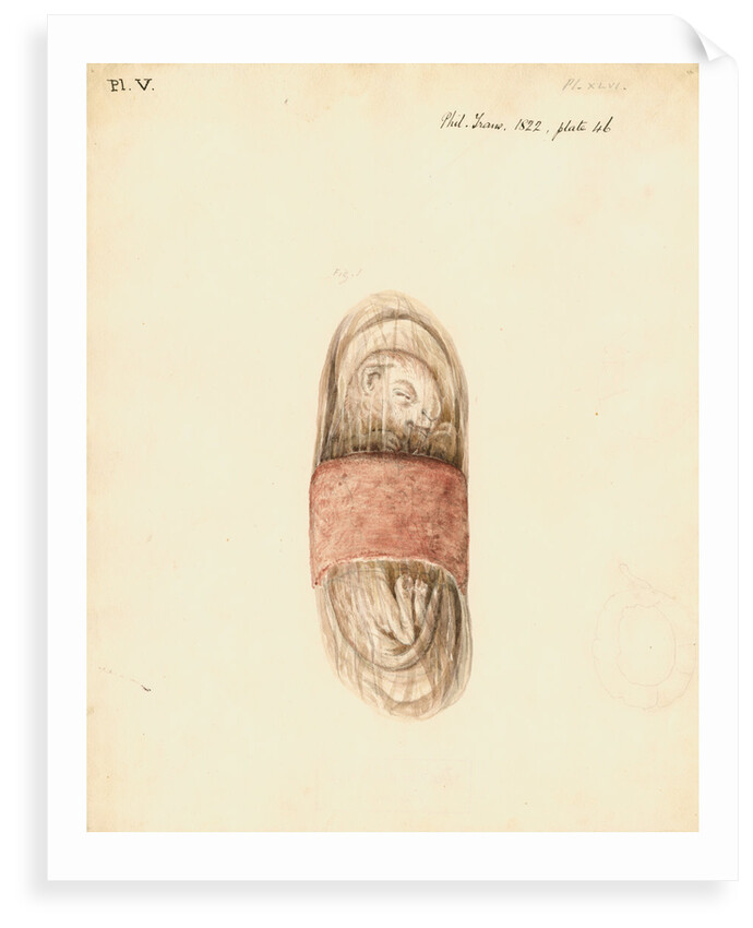 Cat foetus and placenta by William Clift
