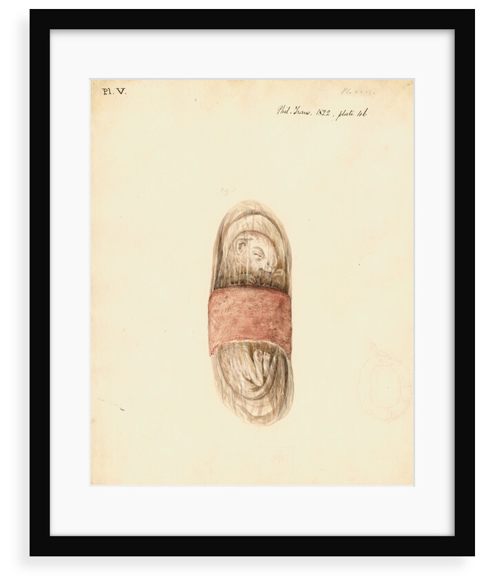 Cat foetus and placenta by William Clift