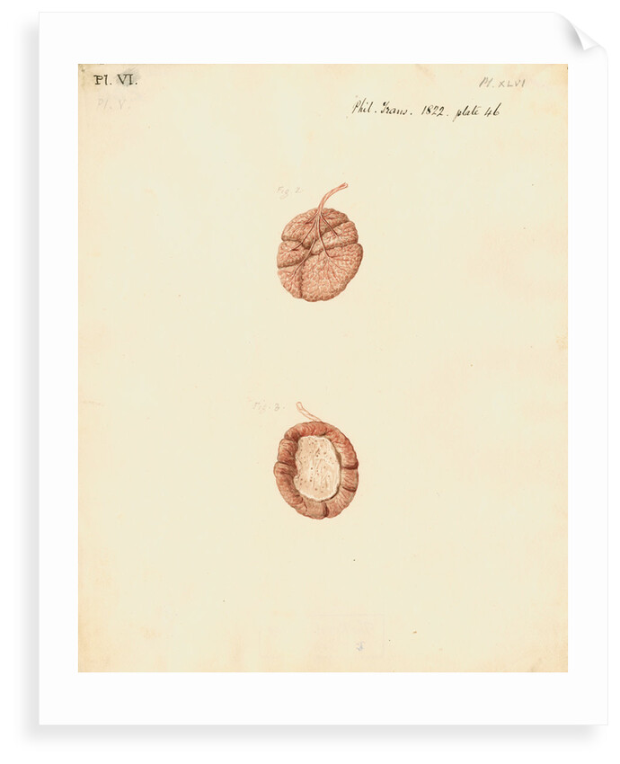 Rabbit placenta by William Clift