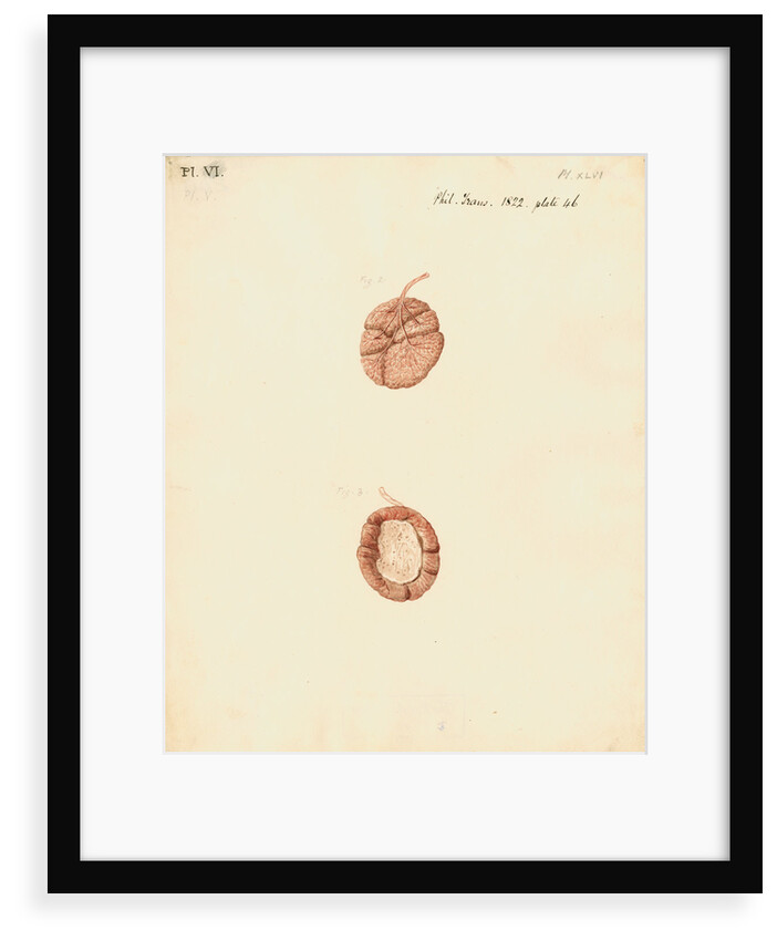 Rabbit placenta by William Clift