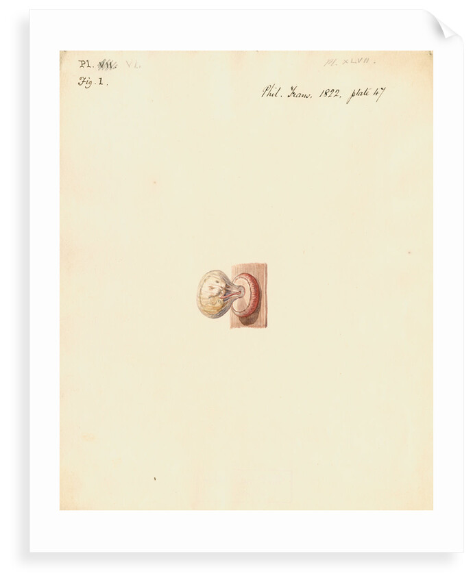 Hedgehog foetus and placenta by William Clift