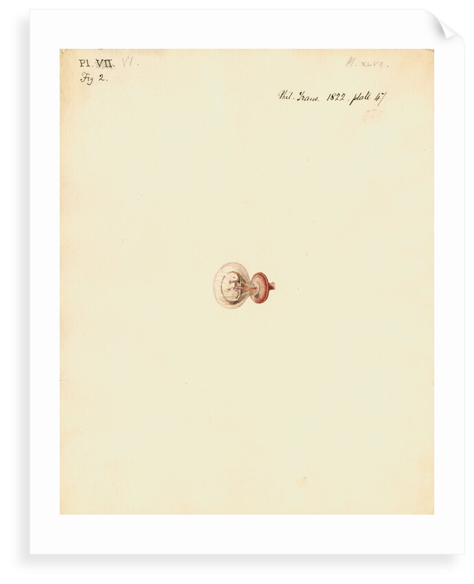 Rat foetus and placenta by William Clift