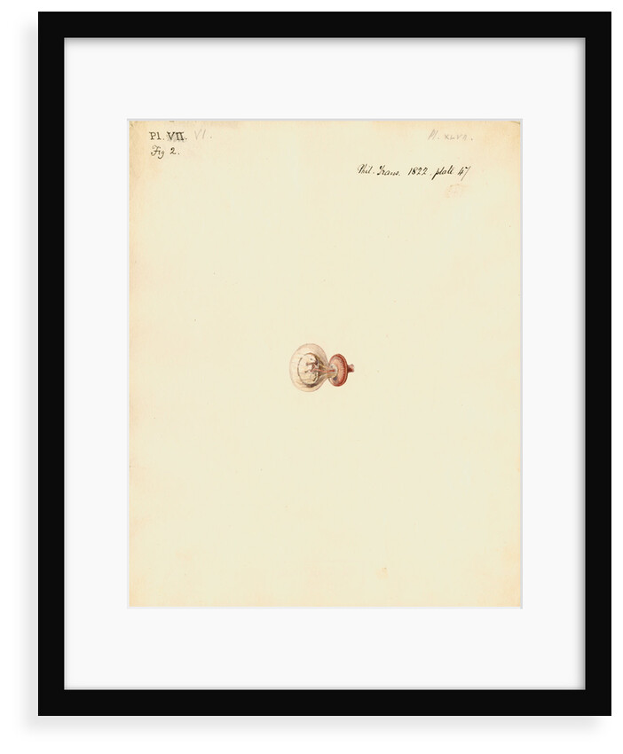 Rat foetus and placenta by William Clift